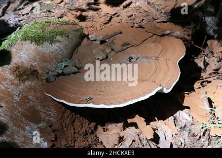 Ganoderma lipsiense, également appelé Ganoderma applanatum, connu sous le nom de champignon de l'artiste, conk de l'artiste ou pain d'ours, un champignon polypore de Finlande Banque D'Images