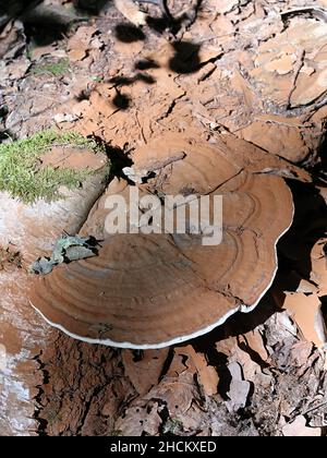 Ganoderma lipsiense, également appelé Ganoderma applanatum, connu sous le nom de champignon de l'artiste, conk de l'artiste ou pain d'ours, un champignon polypore de Finlande Banque D'Images