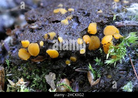 Ramsbottomia crechqueraultii, petit champignon qui pousse sur sol humide à Finlad Banque D'Images