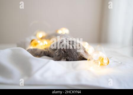 Joyeux chat gris et aime dans un lit confortable sur une couverture.Un arrière-plan chaleureux avec un animal de compagnie heureux.Décoration de vacances lumineuse guirlande lumineuse Banque D'Images