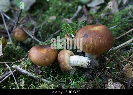 Russula foetens, connu sous le nom de Russula puant ou Brittlegill puant, de la Finlande aux champignons sauvages Banque D'Images