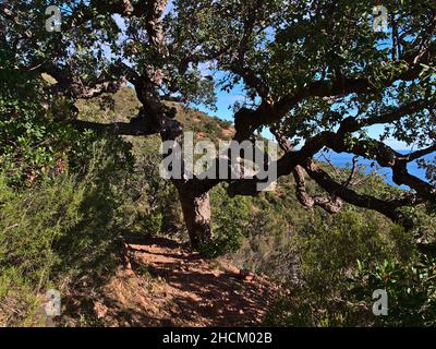 Sentier de randonnée au Cap Roux sur la côte méditerranéenne près de Saint-Raphaël, Côte d'Azur, France, le jour ensoleillé de l'automne avec vieux chêne-liège. Banque D'Images