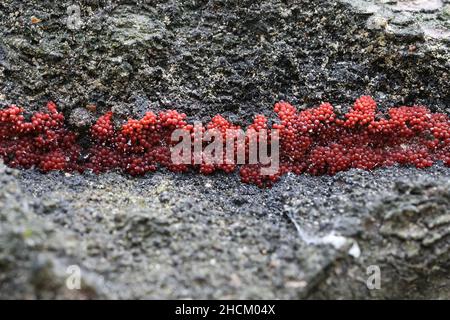 Neonectria coccinea, également appelé Nectria coccinea var. Faginata, un pathogène de plante fongique causant la maladie de l'écorce de hêtre Banque D'Images