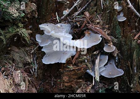 Pseudohydnum gelatinosum, connu sous le nom de gelée crantée, champignon champignons hérisson faux, langue de chat, et blanc de champignons en gelée Banque D'Images