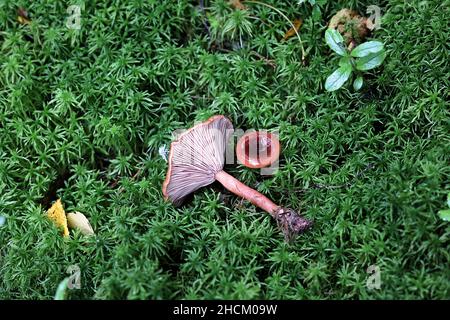 Lactarius sphagneti, un champignon lalkcap de Finlande sans nom anglais commun Banque D'Images