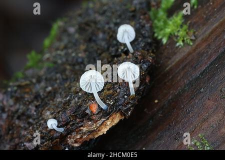 Mycena cyanorhiza, connue sous le nom de mycena à pieds bleus, champignon sauvage de Finlande Banque D'Images