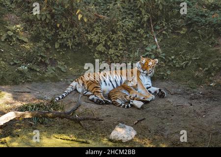 mère de tigre de sibérie avec son cub allongé sur un pré. puissant chat prédateur.Le plus grand chat du monde et menacé d'extinction Banque D'Images