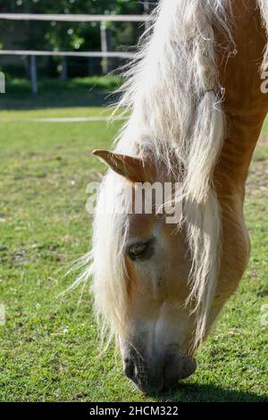 Un cheval brun plein-grandi avec vue latérale avec la tête et les épaules. Banque D'Images