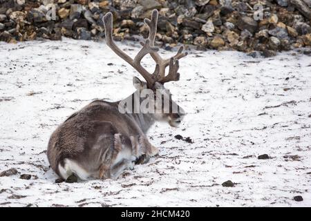 Gros plan d'un renne allongé sur un sol enneigé à Svalbard, en Norvège Banque D'Images