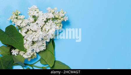 Une belle branche de lilas blanc et laisse sur un fond bleu clair avec de la place pour une bannière de texte.Réductions printanières et vacances. Banque D'Images