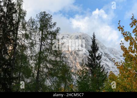 Vue à angle bas sur les conifères et les belles montagnes dans les Alpes juliennes en Slovénie. Banque D'Images