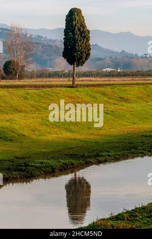 Un cyprès solitaire dans la campagne toscane, en Italie, se reflète dans l'eau d'un canal en contrebas Banque D'Images