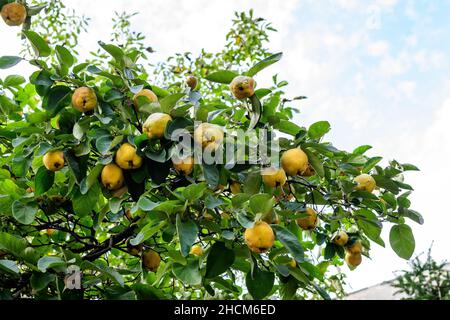 Beaucoup de grands quinces jaunes et feuilles vertes fraîches mûres sur les brunches d'arbre dans un verger en automne ensoleillé, photographiés avec une attention sélective Banque D'Images