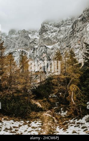 Plan vertical d'un sentier menant à des bois sous les montagnes dans les Alpes juliennes en Slovénie Banque D'Images