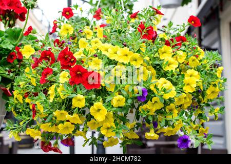 Vue latérale d'un grand groupe de fleurs jaune vif Petunia axillaris dans un pot sur l'herbe verte, dans un jardin dans un beau jour de printemps, belle flore extérieure Banque D'Images