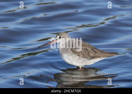 La queue rouge tachetée dans le plumage d'hiver, comme le plumage de reproduction est noir avec des jambes noires.Un curseur élégant qui utilise de l'eau plus profonde qu'un redshank. Banque D'Images