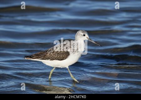 La tige de verdure était déjà en plumage non reproductrice en septembre, se nourrissant en eau peu profonde dans la réserve de la RSPB à Leighton Moss. Banque D'Images