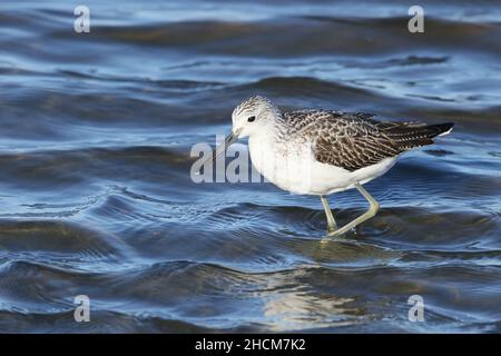 La tige de verdure était déjà en plumage non reproductrice en septembre, se nourrissant en eau peu profonde dans la réserve de la RSPB à Leighton Moss. Banque D'Images