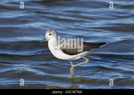 La tige de verdure était déjà en plumage non reproductrice en septembre, se nourrissant en eau peu profonde dans la réserve de la RSPB à Leighton Moss. Banque D'Images