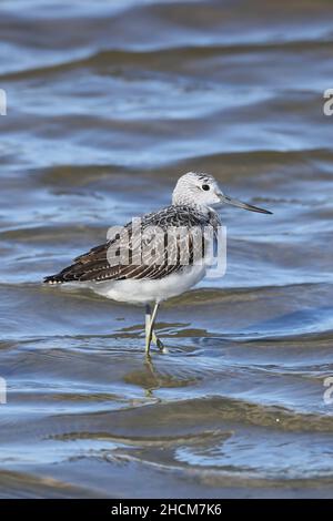 La tige de verdure était déjà en plumage non reproductrice en septembre, se nourrissant en eau peu profonde dans la réserve de la RSPB à Leighton Moss. Banque D'Images