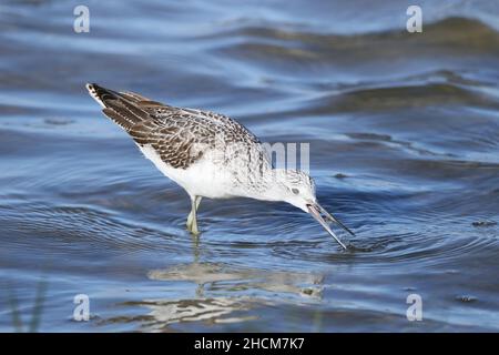 La tige de verdure était déjà en plumage non reproductrice en septembre, se nourrissant en eau peu profonde dans la réserve de la RSPB à Leighton Moss. Banque D'Images