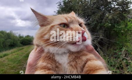 Gros plan d'un shorthair brésilien qui pendait sa langue Banque D'Images