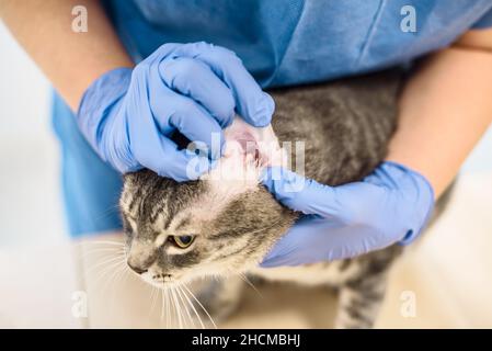 Vétérinaire médecin examine l'oreille d'un chat Banque D'Images