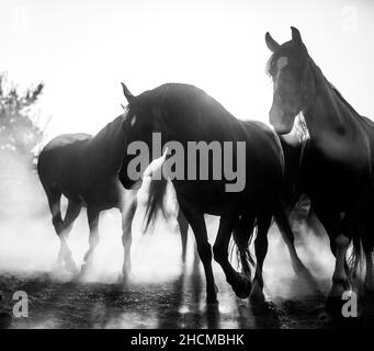 Photo en niveaux de gris d'un groupe de beaux chevaux bruns sur un terrain en Hongrie Banque D'Images