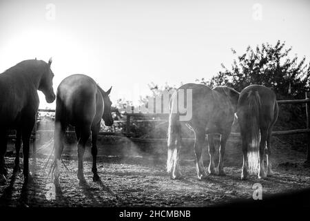 Photo en niveaux de gris d'un groupe de chevaux sur un terrain en Hongrie Banque D'Images