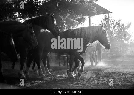 Prise de vue en niveaux de gris de chevaux sur un champ à Hung Banque D'Images
