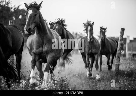 Prise de vue en niveaux de gris de chevaux tournant sur un terrain en Hongrie Banque D'Images