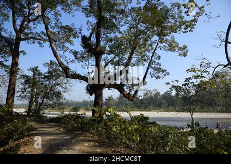 Rivière Murti au nord de Dhupjhora dans le parc national de Gorumara.Jalpaiguri, Bengale-Occidental, Inde. Banque D'Images