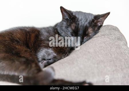 Gros plan sur un chat noir qui dormait paisiblement Banque D'Images