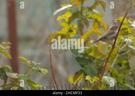 ISRAËL VERS 1992: Un timbre imprimé en Israël de la publication des oiseaux chanteurs montre Palestine sunbird, vers 1992. Banque D'Images