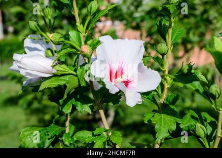 Fleur blanche délicate de cornus kousa, communément appelé ousa, kousa, cornouiller chinois, coréen et japonais, et feuilles vertes dans un jardin au soleil Banque D'Images