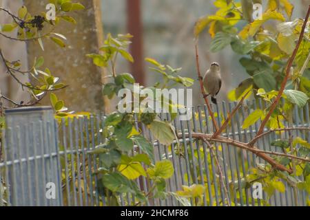 ISRAËL VERS 1992: Un timbre imprimé en Israël de la publication des oiseaux chanteurs montre Palestine sunbird, vers 1992. Banque D'Images