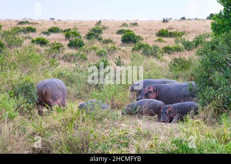 Une famille d'hippopotames, Hippopotamus amphibius, repose parmi l'herbe et les buissons. Banque D'Images