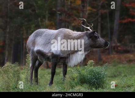 Caribou des bois dans champ d'herbe près de la forêt en automne Banque D'Images