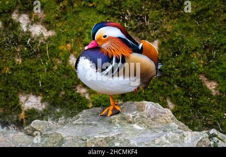 Canard mandarin mâle (Aix Galericulata) avec plombé coloré équilibrant sur la pierre Banque D'Images