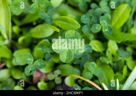 Un shamrock de gren dans la prairie en été Banque D'Images