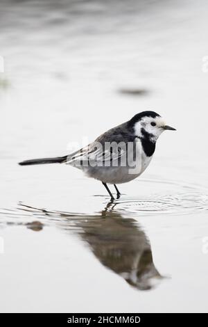 Pied Wagtail (Motacilla alba yarrellii) femme Morston Norfolk GB Royaume-Uni décembre 2021 Banque D'Images