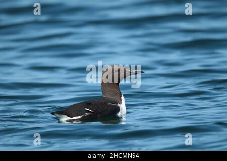 Guillemot dans une baie de sable peu profonde près de l'île Handa où ils se reproduisent, c'est l'habitat idéal pour les coquillages de sable pour nourrir les poussins qu'ils peuvent avoir. Banque D'Images