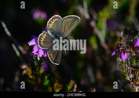 Papillon bleu à clous d'argent femelle au repos sur la bruyère de cloche. Banque D'Images