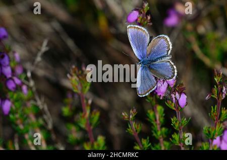 Papillon bleu à clous argentés au repos sur la bruyère de cloche. Banque D'Images