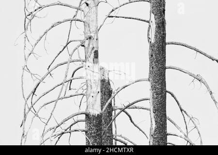 Les pins de Ponderosa parmi la forêt brûlée dans le parc national de Bryce Canyon Banque D'Images
