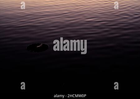 Lily pad flottant sur un lac au coucher du soleil Banque D'Images
