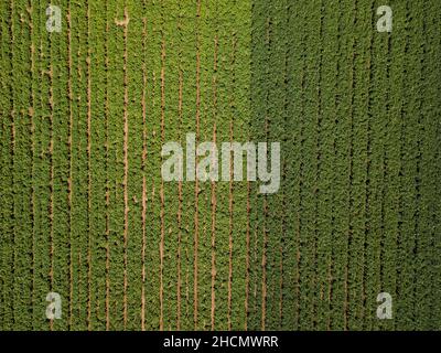 Champ vert de la pomme de terre avec lignes de rang, vue de dessus, photo de drone aérienne Banque D'Images