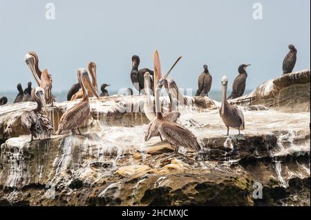 Un grand Pélican brun debout avec un groupe d'autres oiseaux, en jetant sa tête et en ouvrant sa bouche large. Banque D'Images