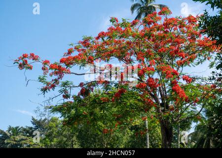 PEMBA, TANZANIE - JANVIER 2020: L'arbre flamboyant de floraison rouge près de la route avec les Africains noirs se déplacent.Fleurs rouges en acacia Blossom en Tanzanie Banque D'Images