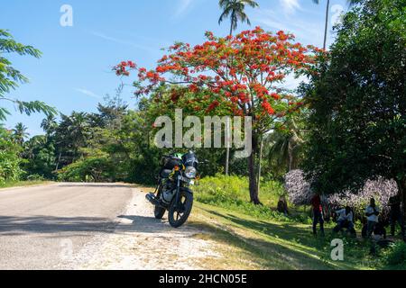 PEMBA, TANZANIE - JANVIER 2020: L'arbre flamboyant de floraison rouge près de la route avec les Africains noirs se déplacent.Fleurs rouges en acacia Blossom en Tanzanie Banque D'Images